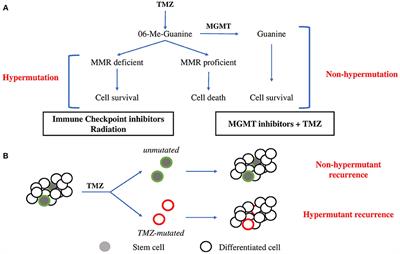 Temozolomide Induced Hypermutation in Glioma: Evolutionary Mechanisms and Therapeutic Opportunities